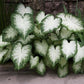 Caladium Aaron (8 Bulbs) Beautiful Ornamental Foliage. Now Shipping !