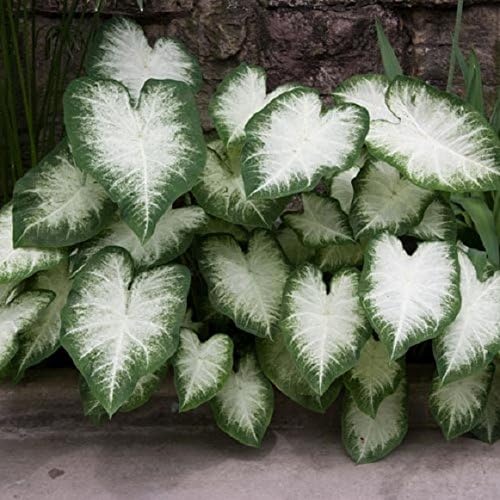 Caladium Aaron (8 Bulbs) Beautiful Ornamental Foliage. Now Shipping !