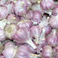 Chesnok Red Garlic, 2 Nice Bulbs. Great for Fall Planting! Non GMO garlic seeds for planting