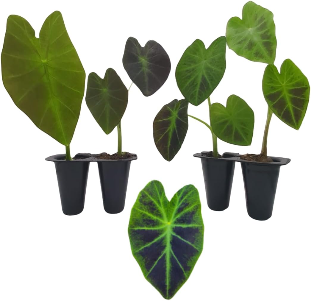 Elephant Ear Plants | Black Magic | (4-Pack) Easy-to-Grow Live Colocasia Plants, Perfect for Indoor/Outdoor Gardens, 3-8 inches Height