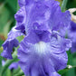 Lotus Land Bearded Iris Flower Bulb - Attracts Butterflies and Hummingbirds - Deer Resistant - Good as Cut Flowers - Naturalizing - Perennializing