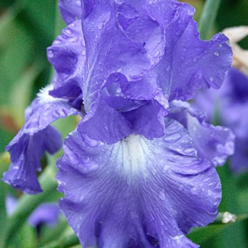 Lotus Land Bearded Iris Flower Bulb - Attracts Butterflies and Hummingbirds - Deer Resistant - Good as Cut Flowers - Naturalizing - Perennializing