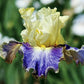 Lotus Land Bearded Iris Flower Bulb - Attracts Butterflies and Hummingbirds - Deer Resistant - Good as Cut Flowers - Naturalizing - Perennializing