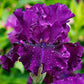 Lotus Land Bearded Iris Flower Bulb - Attracts Butterflies and Hummingbirds - Deer Resistant - Good as Cut Flowers - Naturalizing - Perennializing