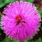 Flowers Sensitive Plant Pink (Mimosa) - 25 Seeds
