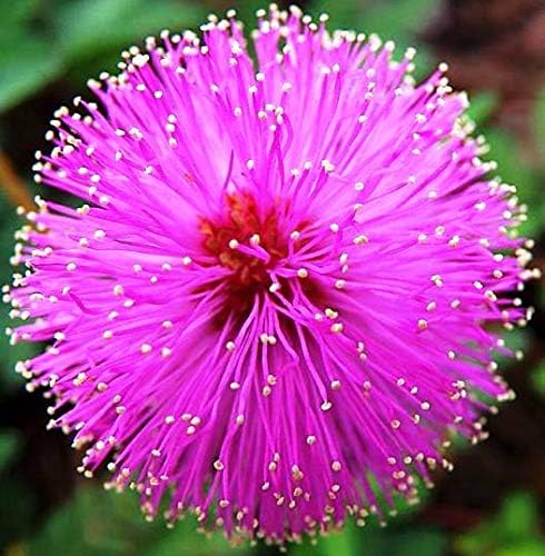 Flowers Sensitive Plant Pink (Mimosa) - 25 Seeds