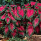 10 Caladium Bulbs Freida Hemple - Full Shade - Dark Red Center with Scarlet Main Veins and Green Border - #1 Red Variety for Pot Plant Production