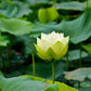 30PCS Bowl Lotus Seeds Bonsai Lotus Seeds for Planting Water Lily Flower Aquatic Plants Seeds Pond Plants Non GMO Home Garden Plant Seeds Flowering Aquatic Bonsai Plant (Nelumbo)