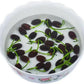 10pcs Pre-Sprouted Mixed Color Bonsai Bowl Lotus - Ready to Plant, Ideal for Indoor & Outdoor Aquatic Gardens, Easy Growth, Minimal Care Required Planting Guide Included