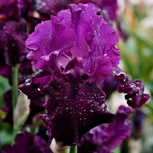 Lotus Land Bearded Iris Flower Bulb - Attracts Butterflies and Hummingbirds - Deer Resistant - Good as Cut Flowers - Naturalizing - Perennializing