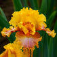 Lotus Land Bearded Iris Flower Bulb - Attracts Butterflies and Hummingbirds - Deer Resistant - Good as Cut Flowers - Naturalizing - Perennializing