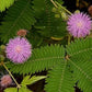 Flowers Sensitive Plant Pink (Mimosa) - 25 Seeds