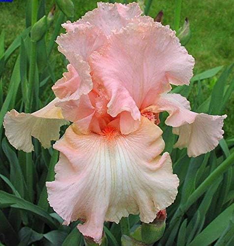 Beverly Sills, Colorful Bearded REBLOOMING IRIS (1) Rhizome/Bulb/Root Ready for Planting Now