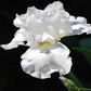 Lotus Land Bearded Iris Flower Bulb - Attracts Butterflies and Hummingbirds - Deer Resistant - Good as Cut Flowers - Naturalizing - Perennializing