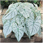 Dwarf Candidum Jr. Caladium - White Foliage - One Large Root - Hardy in Zones 9-11 - Compact Caladium for Gardens and Pots - Elegant Caladium Plants