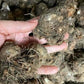 Caladium Bulbs for Planting - Fancy Leaf Mixed Caladium Large Bulbs for Planting Bulk Spring Bulbs to Plant in Spring Bulbs for Planting Outdoors - Elephant Ears Bulbs Size 4-7cm