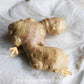 10 Live Sprouted Rhizomes of Heirloom Peruvian Ginger (Zingiber officinale) for Growing