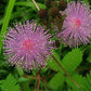Flowers Sensitive Plant Pink (Mimosa) - 25 Seeds