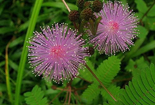 Flowers Sensitive Plant Pink (Mimosa) - 25 Seeds