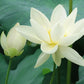 30PCS Bowl Lotus Seeds Bonsai Lotus Seeds for Planting Water Lily Flower Aquatic Plants Seeds Pond Plants Non GMO Home Garden Plant Seeds Flowering Aquatic Bonsai Plant (Nelumbo)
