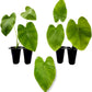 Elephant Ear Plants | Black Magic | (4-Pack) Easy-to-Grow Live Colocasia Plants, Perfect for Indoor/Outdoor Gardens, 3-8 inches Height