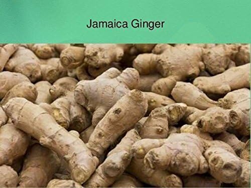 GINGER - -Grow Your own,Grow Indoors or Outdoors(1/2 Pound)