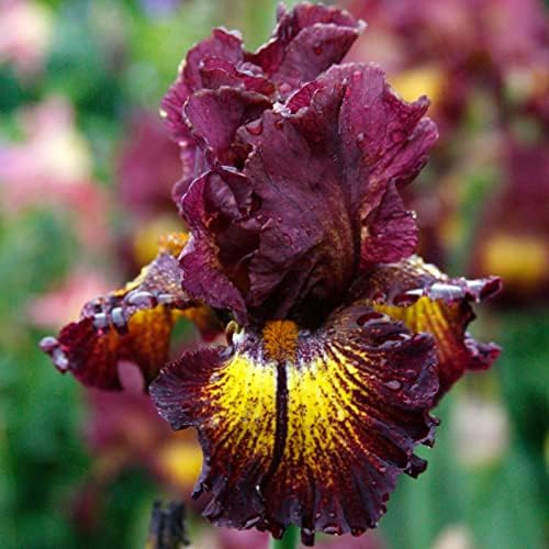 Lotus Land Bearded Iris Flower Bulb - Attracts Butterflies and Hummingbirds - Deer Resistant - Good as Cut Flowers - Naturalizing - Perennializing
