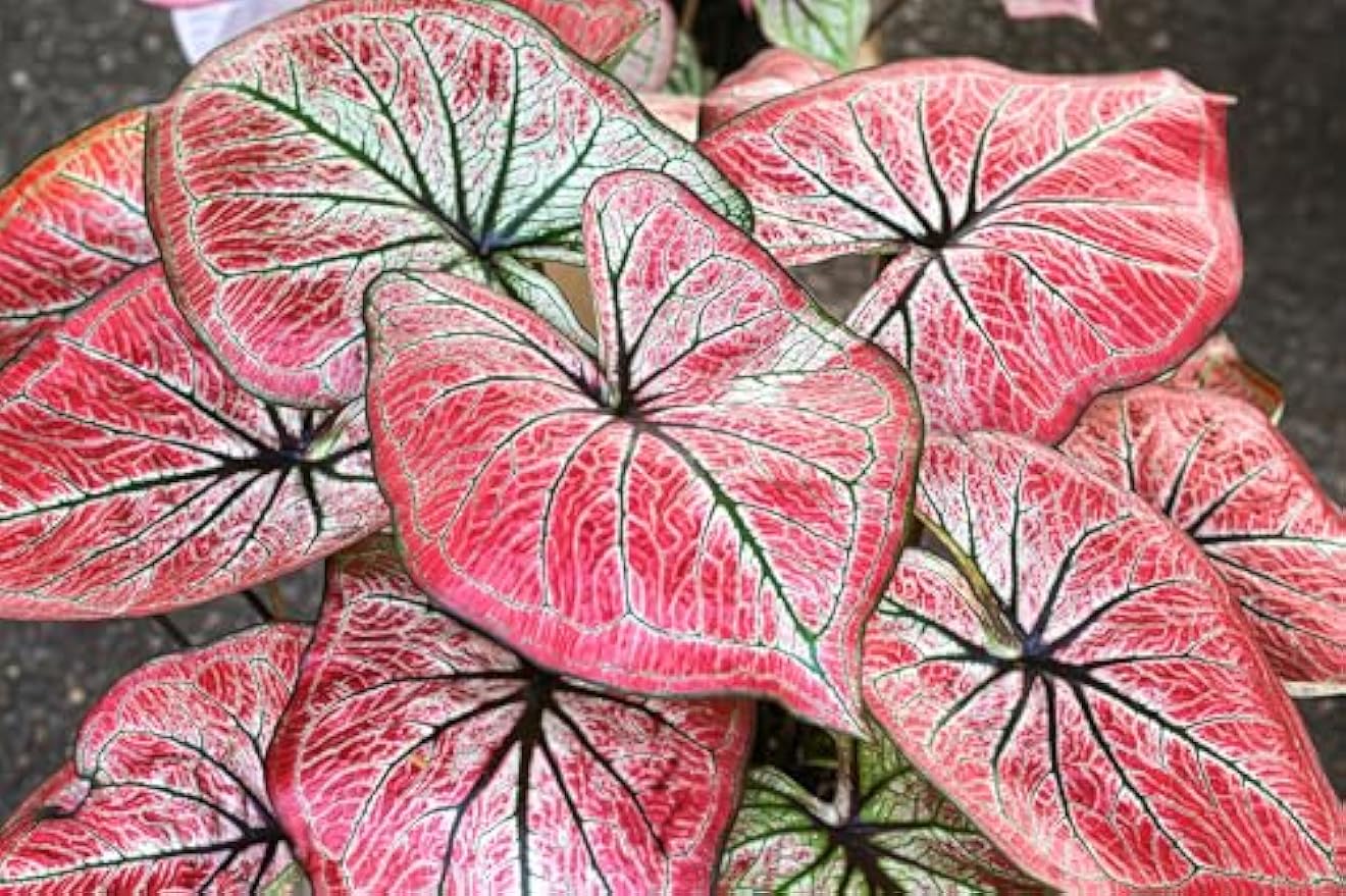 Wildfire Caladium Bulbs for Planting - Perennial Hosta, Elephant Ears, Fancy (10 Bulbs)