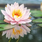 30PCS Bowl Lotus Seeds Bonsai Lotus Seeds for Planting Water Lily Flower Aquatic Plants Seeds Pond Plants Non GMO Home Garden Plant Seeds Flowering Aquatic Bonsai Plant (Nelumbo)