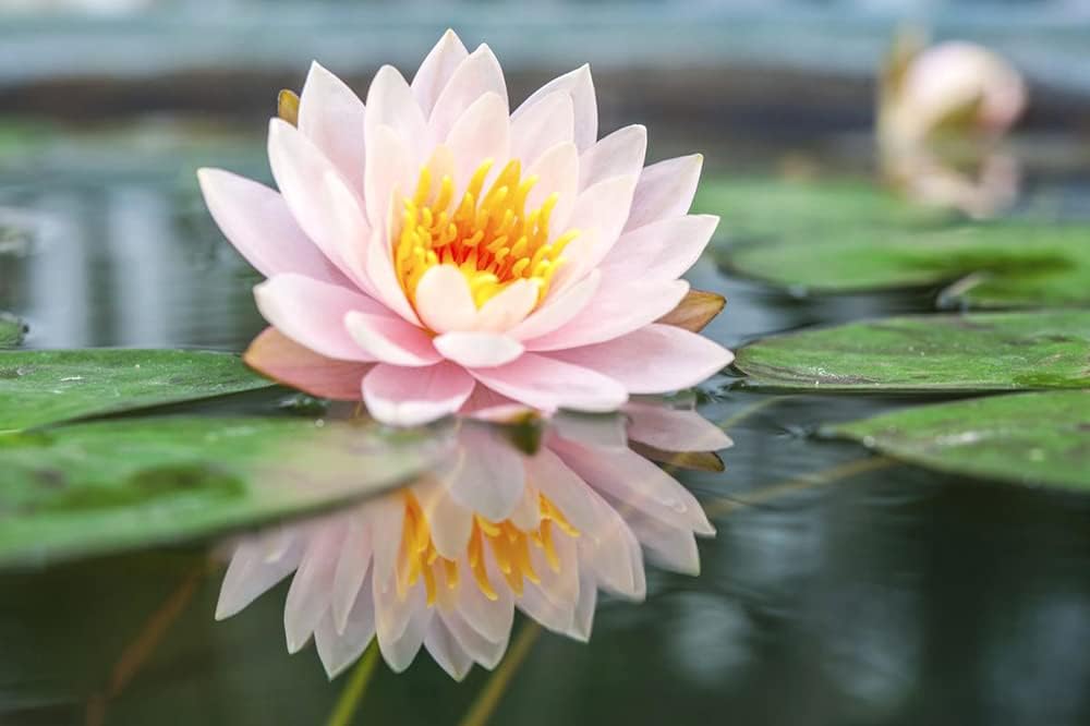 flower seeds that grow in water 30PCS Bowl Lotus Seeds Bonsai Lotus Seeds for Planting Water Lily Flower Aquatic Plants Seeds Pond Plants Non GMO Home Garden Plant Seeds Flowering Aquatic Bonsai Plant (Nelumbo) – Easytogrowbulb
