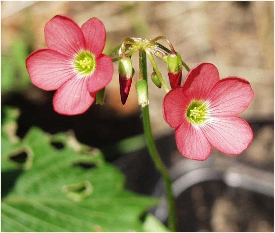 Blue Iron Cross Oxalis Bulbs Wood Sorrel Shamrock Perennial Growing Bonsai Roots Rhizomes Corms Tubers Potted Planting Reblooming Fragrant Garden Species Blooms Flower Seeds Plant Gardening