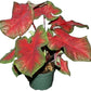 10 Caladium Bulbs Freida Hemple - Full Shade - Dark Red Center with Scarlet Main Veins and Green Border - #1 Red Variety for Pot Plant Production