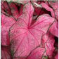 Fannie Munson Caladium - 3 Top Size Bulbs - Stunning Pink and Green Foliage - Hardy in Zones 9-11 - Giant Caladium for Gardens and Pots - Versatile Caladium Plants