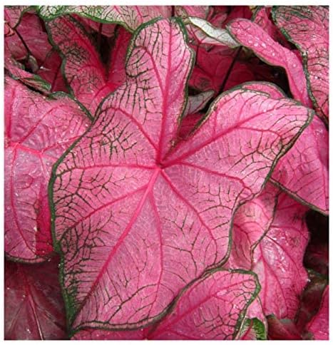 Fannie Munson Caladium - 3 Top Size Bulbs - Stunning Pink and Green Foliage - Hardy in Zones 9-11 - Giant Caladium for Gardens and Pots - Versatile Caladium Plants
