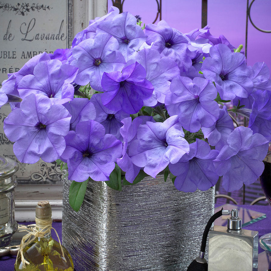 Evening Scentsation&trade; Petunia Seeds (P)&nbsp;Pkt of 10 seeds