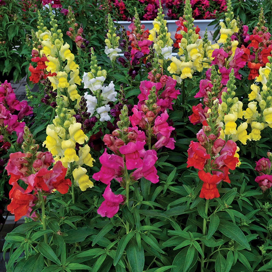 Snapdragon Candy Tops Mix