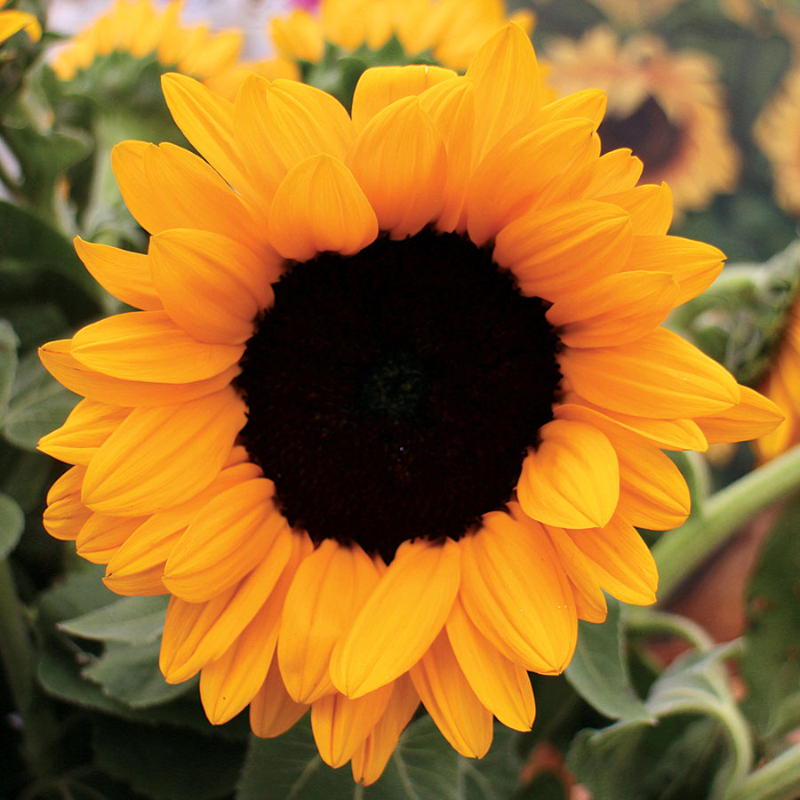 Vincents&reg; Choice Sunflower Seeds