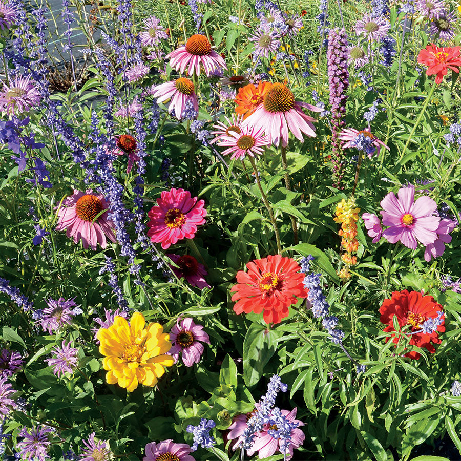 Bumble Bee Buffet