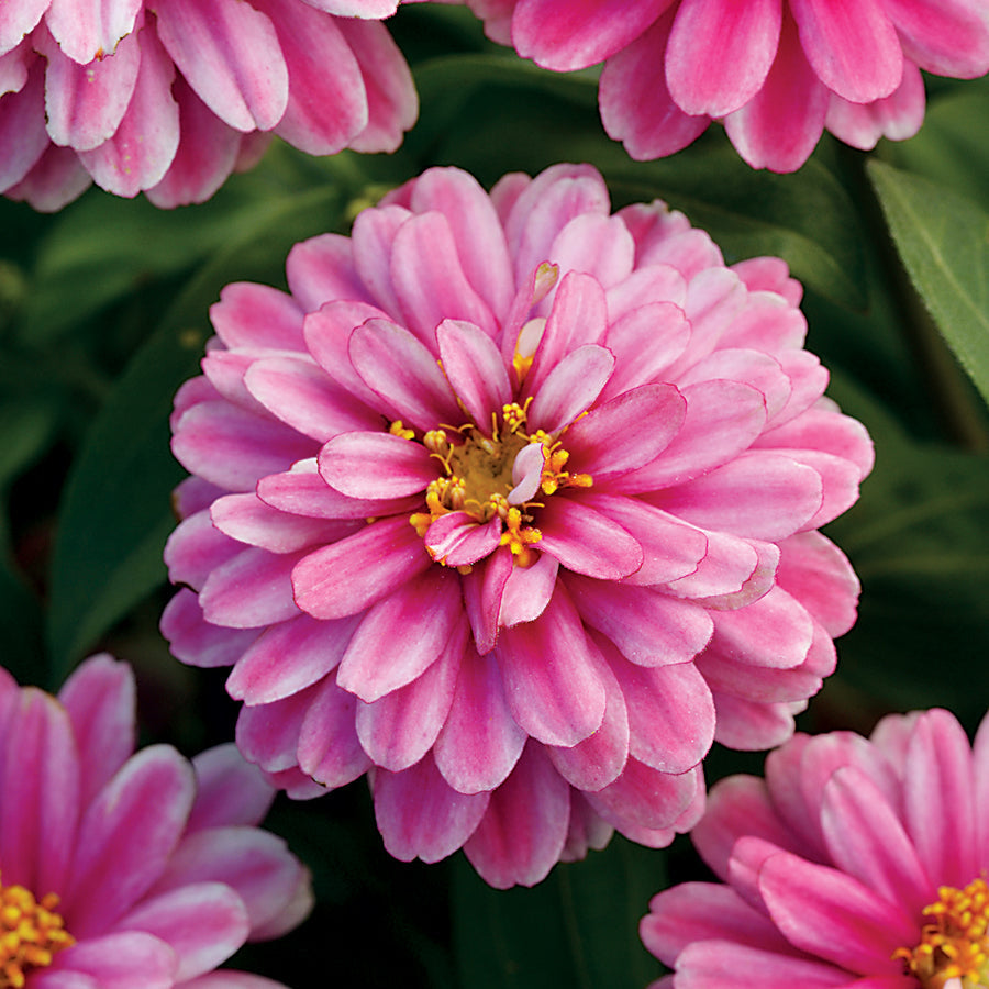 Double Zahara&trade; Raspberry Ripple Zinnia Seeds