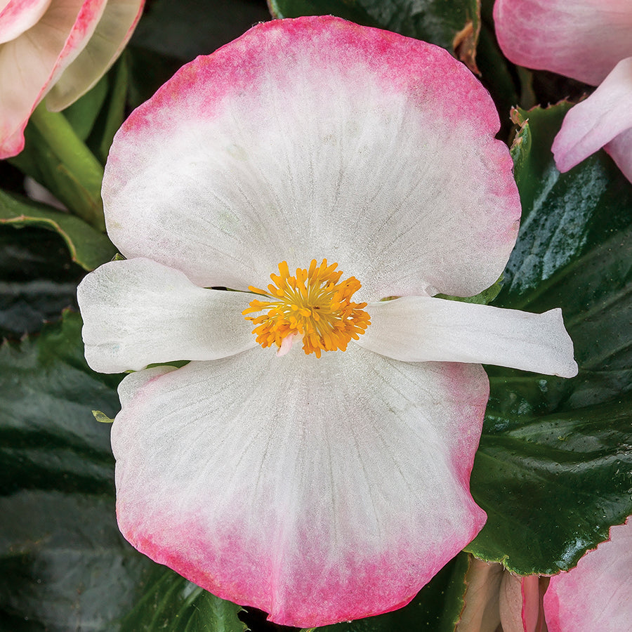 Begonia Tophat&trade; Rose Bicolor