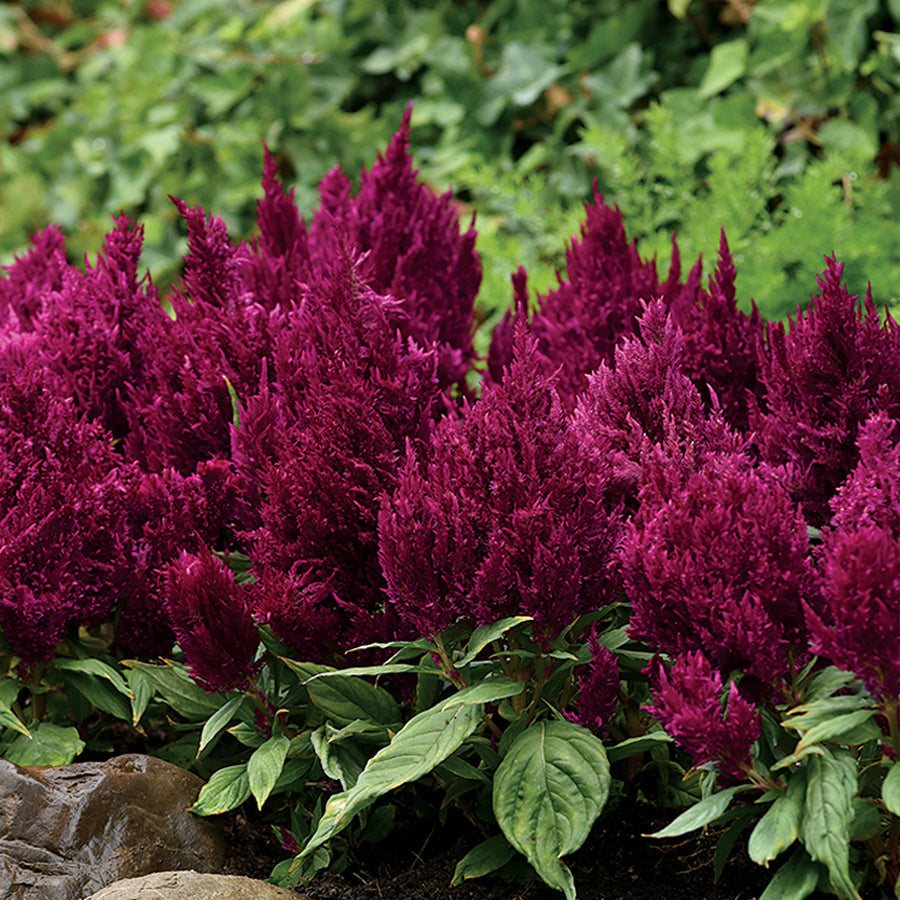 First Flame&trade; Purple Celosia Seeds