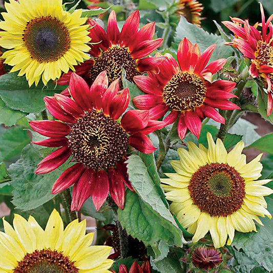 Berries and Cream Sunflower Seeds