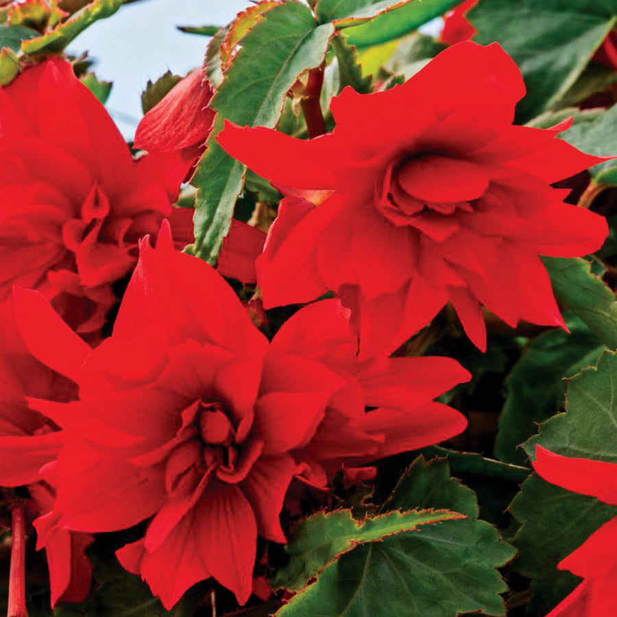 Begonia Funky&reg; Scarlet