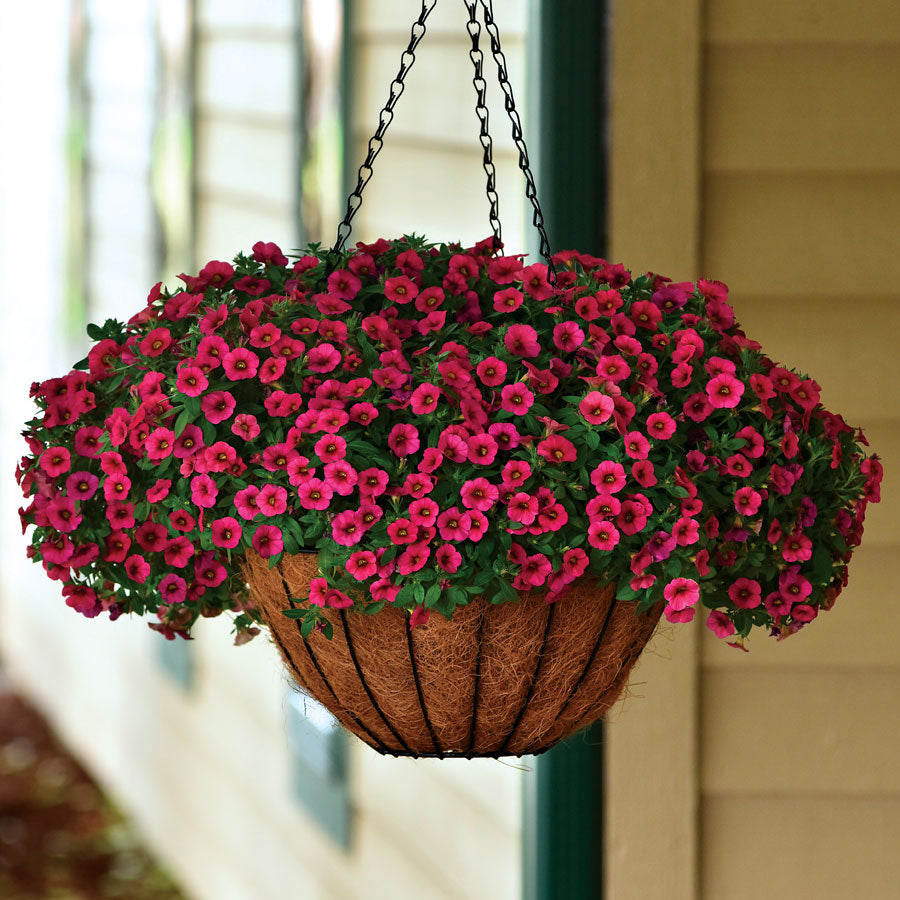 Kabloom &reg; Cherry Calibrachoa