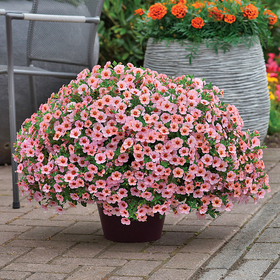 Kabloom &reg; Light Pink Blast Calibrachoa
