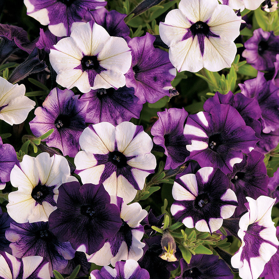 Shock Wave&reg; Tie Dye Purple Petunia Seeds