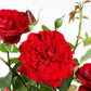 Red Crazy Rose Seedlings Flower Seeds Perennial Growing Bonsai Corms Tubers Potted Planting Reblooming Fragrant Garden Roots Rhizomes Species Blooms Plant Bulbs Gardening Tree
