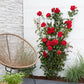 Red Crazy Rose Seedlings Flower Seeds Perennial Growing Bonsai Corms Tubers Potted Planting Reblooming Fragrant Garden Roots Rhizomes Species Blooms Plant Bulbs Gardening Tree