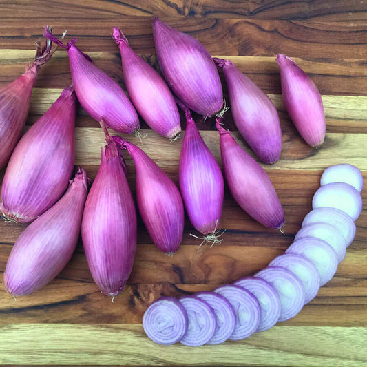 Echalion Shallot Seeds