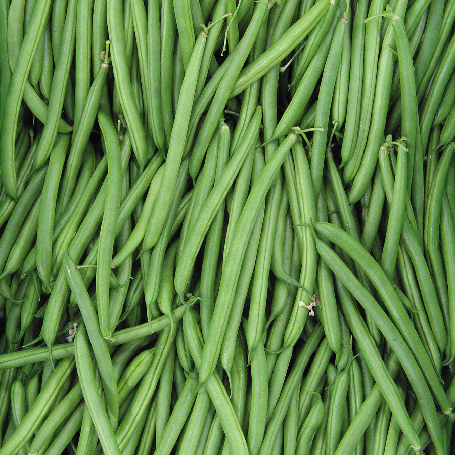 Endeavour Bush Bean Seeds